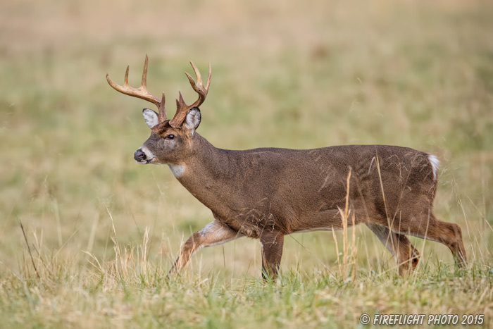 wildlife;Whitetail;Deer;Odocoileus virginianus;field;Tennessee;TN;D4s;2015