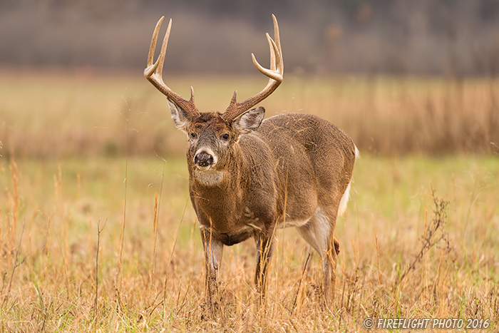 wildlife;Whitetail;Deer;Odocoileus virginianus;Grass;Field;Tennessee;TN;D4s;2015