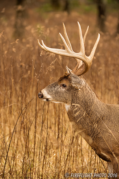 wildlife;Whitetail;Deer;Odocoileus virginianus;Grass;Field;headshot;Tennessee;TN;D4s;2015