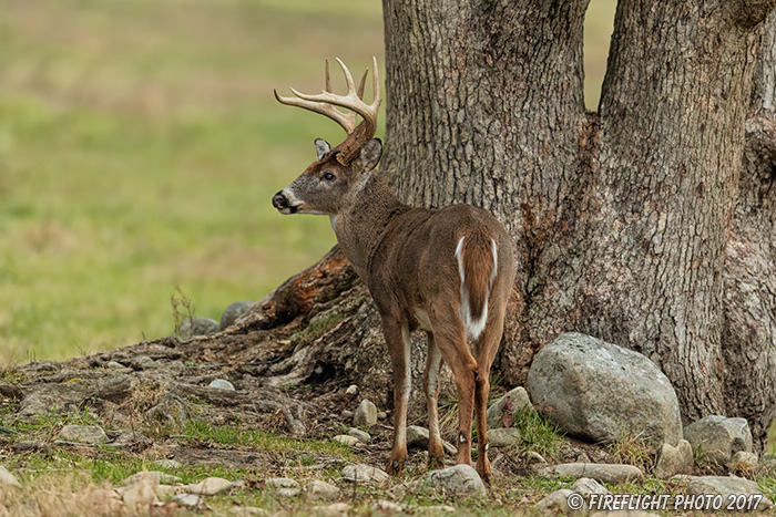 wildlife;Whitetail;Deer;Buck;Odocoileus virginianus;Tennessee;TN;D5;2016