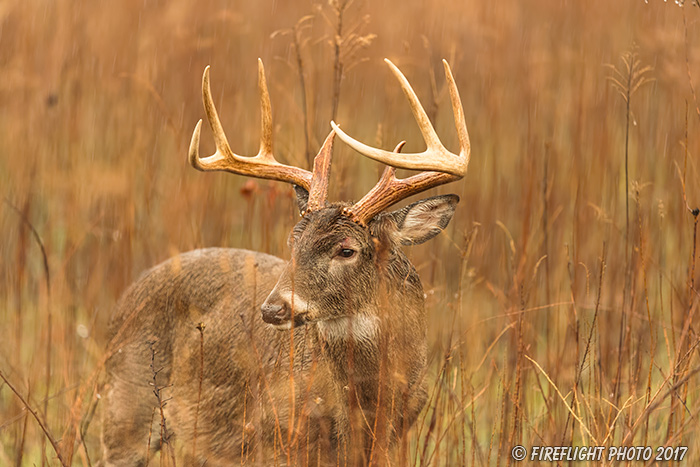 wildlife;Whitetail;Deer;Odocoileus virginianus;field;brush;buck;Tennessee;TN;D5;2016