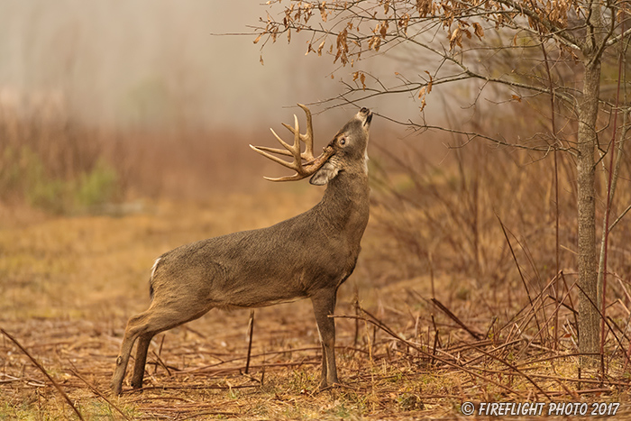 wildlife;Whitetail;Deer;Buck;Odocoileus virginianus;licking;branch;Tennessee;TN;D5;2016