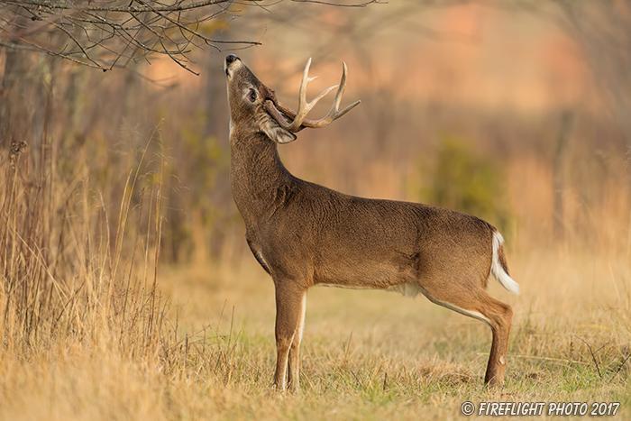 wildlife;Whitetail;Deer;Buck;Odocoileus virginianus;licking;branch;Tennessee;TN;D5;2016