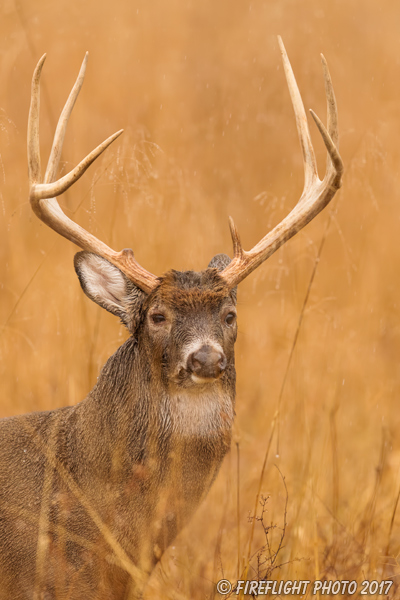 wildlife;Whitetail;Deer;Buck;Odocoileus virginianus;grass;headshot;Tennessee;TN;D5;2016