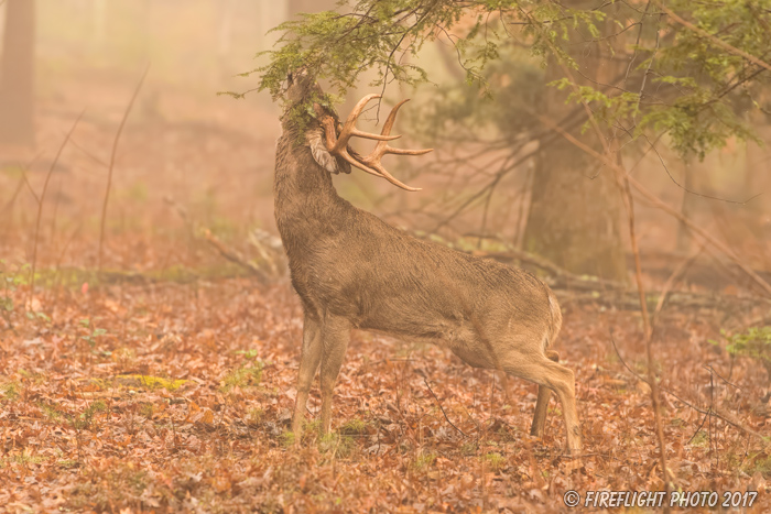 wildlife;Whitetail;Deer;Buck;Odocoileus virginianus;licking;branch;Tennessee;TN;D5;2016