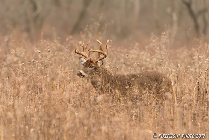 wildlife;Whitetail;Deer;Buck;Odocoileus virginianus;Brush;Tennessee;TN;D5;2016