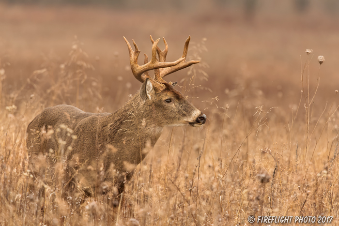 wildlife;Whitetail;Deer;Odocoileus virginianus;brush;buck;Tennessee;TN;D5;2016
