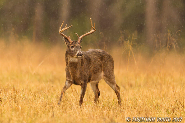 wildlife;Whitetail;Deer;Buck;Odocoileus virginianus;grass;rain;Tennessee;TN;D5;2016