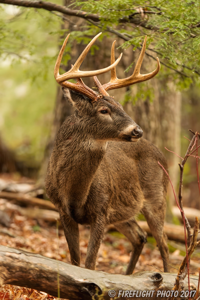wildlife;Whitetail;Deer;Odocoileus virginianus;tree;buck;backwoods;Tennessee;TN;D5;2016