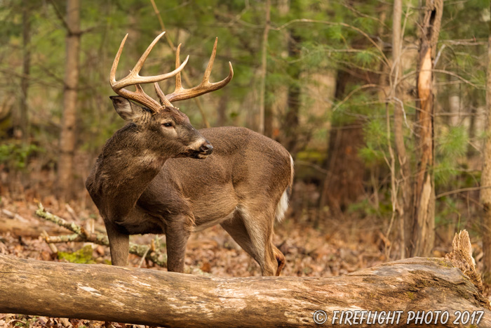 wildlife;Whitetail;Deer;Odocoileus virginianus;woods;backwoods;buck;Tennessee;TN;D5;2016