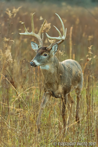 wildlife;Whitetail;Deer;Buck;brush;Odocoileus virginianus;Tennessee;TN;D5;2016