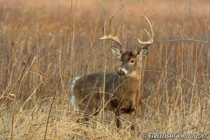 wildlife;Whitetail;Deer;Odocoileus virginianus;brush;grass;buck;Tennessee;TN;D5;2016