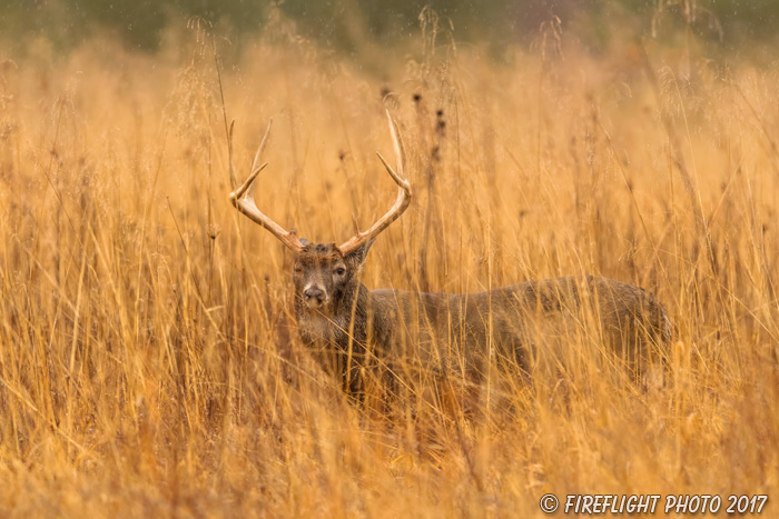 wildlife;Whitetail;Deer;Buck;Odocoileus virginianus;grass;Tennessee;TN;D5;2016