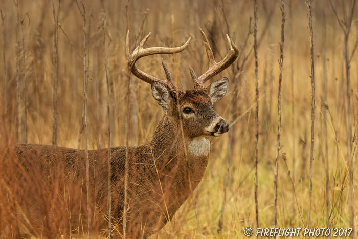 wildlife;Whitetail;Deer;Buck;brush;Odocoileus virginianus;Tennessee;TN;D5;2016