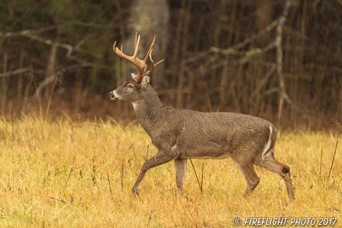 wildlife;Whitetail;Deer;Odocoileus virginianus;field;grass;Tennessee;TN;D5;2016