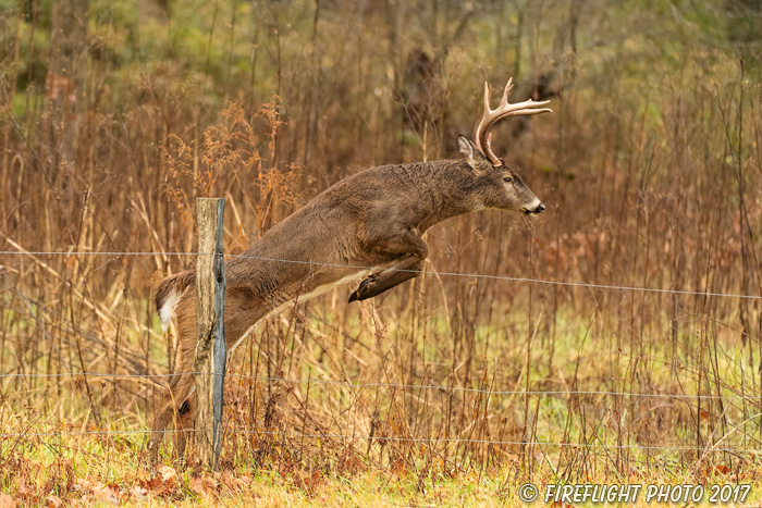 wildlife;Whitetail;Deer;Buck;jump;fence;Odocoileus virginianus;Tennessee;TN;D5;2016