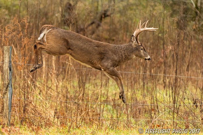 wildlife;Whitetail;Deer;Buck;jump;fence;Odocoileus virginianus;Tennessee;TN;D5;2016