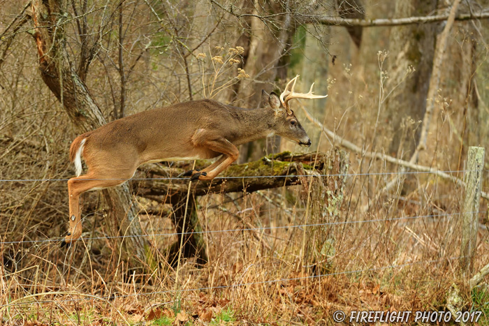 wildlife;Whitetail;Deer;Buck;jump;fence;Odocoileus virginianus;Tennessee;TN;D5;2016