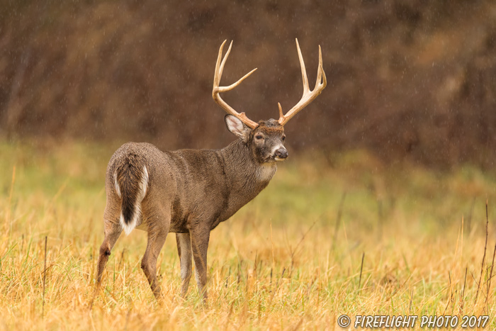 wildlife;Whitetail;Deer;Odocoileus virginianus;field;grass;buck;Tennessee;TN;D5;2016