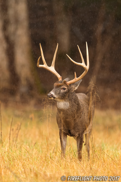 wildlife;Whitetail;Deer;Odocoileus virginianus;field;grass;buck;Tennessee;TN;D5;2016