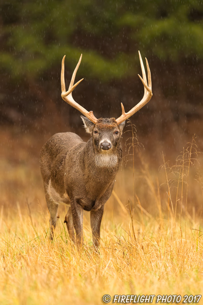 wildlife;Whitetail;Deer;Odocoileus virginianus;field;grass;buck;Tennessee;TN;D5;2016