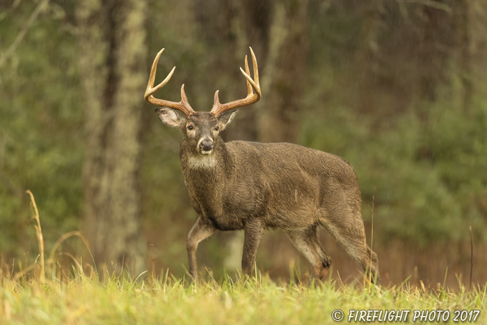 wildlife;Whitetail;Deer;Odocoileus virginianus;field;grass;buck;Tennessee;TN;D5;2016