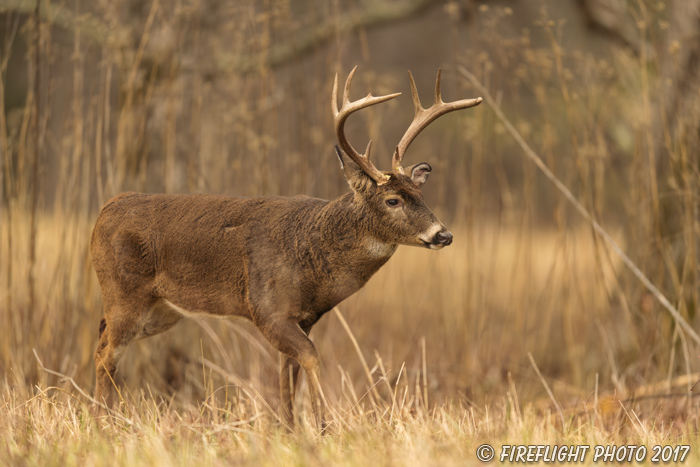 wildlife;Whitetail;Deer;Buck;Odocoileus virginianus;Tennessee;TN;D5;2016