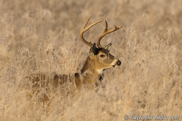 wildlife;Whitetail;Deer;Buck;Odocoileus virginianus;Tennessee;frost;TN;D5;2016