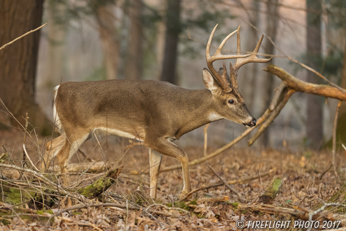 wildlife;Whitetail;Deer;Odocoileus virginianus;woods;backwoods;buck;Tennessee;TN;D5;2016