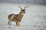 wildlife;Whitetail;Deer;Odocoileus-virginianus;Cades-Cove;Tennessee;TN;D4s;2015