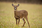 wildlife;Whitetail;Deer;Odocoileus-virginianus;Cades-Cove;Tennessee;TN;D4s;2015