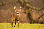 wildlife;Whitetail;Deer;Odocoileus-virginianus;Cades-Cove;Tennessee;TN;D4s;2015