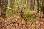 wildlife;Whitetail;Deer;Odocoileus-virginianus;Cades-Cove;Tennessee;TN;D4s;2015