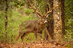 wildlife;Whitetail;Deer;Odocoileus-virginianus;Cades-Cove;Tennessee;TN;D4s;2015