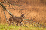 wildlife;Whitetail;Deer;Odocoileus-virginianus;Cades-Cove;Tennessee;TN;D4s;2015