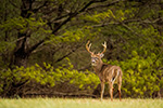 wildlife;Whitetail;Deer;Odocoileus-virginianus;Cades-Cove;Tennessee;TN;D4s;2015