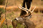 wildlife;Whitetail;Deer;Odocoileus-virginianus;Cades-Cove;Tennessee;TN;D4s;2015