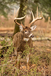 wildlife;Whitetail;Deer;Odocoileus-virginianus;forest;Tennessee;TN;D4s;2015