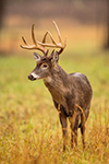wildlife;Whitetail;Deer;Odocoileus-virginianus;rain;Tennessee;TN;D4s;2015