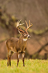 wildlife;Whitetail;Deer;Odocoileus-virginianus;field;Cades-Cove;Tennessee;TN;D4s;2015