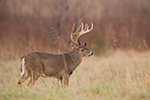 wildlife;Whitetail;Deer;Odocoileus-virginianus;Cades-Cove;Tennessee;TN;D4s;2015