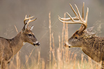 wildlife;Whitetail;Deer;Odocoileus-virginianus;Cades-Cove;Tennessee;TN;D4s;2015