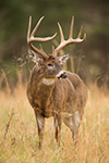 wildlife;Whitetail;Deer;Odocoileus-virginianus;Buck;Grass;Tennessee;TN;D4s;2015