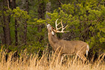 wildlife;Whitetail;Deer;Odocoileus-virginianus;Tree;Reaching;Tennessee;TN;D4s;2015
