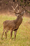 wildlife;Whitetail;Deer;Odocoileus-virginianus;Tree;Reaching;Tennessee;TN;D4s;2015