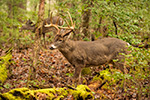 wildlife;Whitetail;Deer;Odocoileus-virginianus;Woods;Tennessee;TN;D4s;2015
