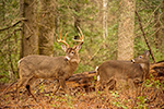 wildlife;Whitetail;Deer;Odocoileus-virginianus;Buck;Doe;Tennessee;TN;D4s;2015