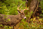 wildlife;Whitetail;Deer;Odocoileus-virginianus;Woods;Tennessee;TN;D4s;2015