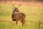 wildlife;Whitetail;Deer;Odocoileus-virginianus;field;grass;Tennessee;TN;D4s;2015