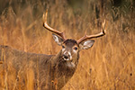 wildlife;Whitetail;Deer;Odocoileus-virginianus;rain;field;Tennessee;TN;D4s;2015